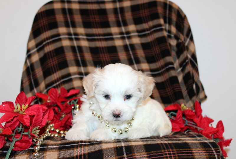 puppy, for, sale, Malshi Poo, Matthew B. Stoltzfus, dog, breeder, Gap, PA, dog-breeder, puppy-for-sale, forsale, nearby, find, puppyfind, locator, puppylocator, aca